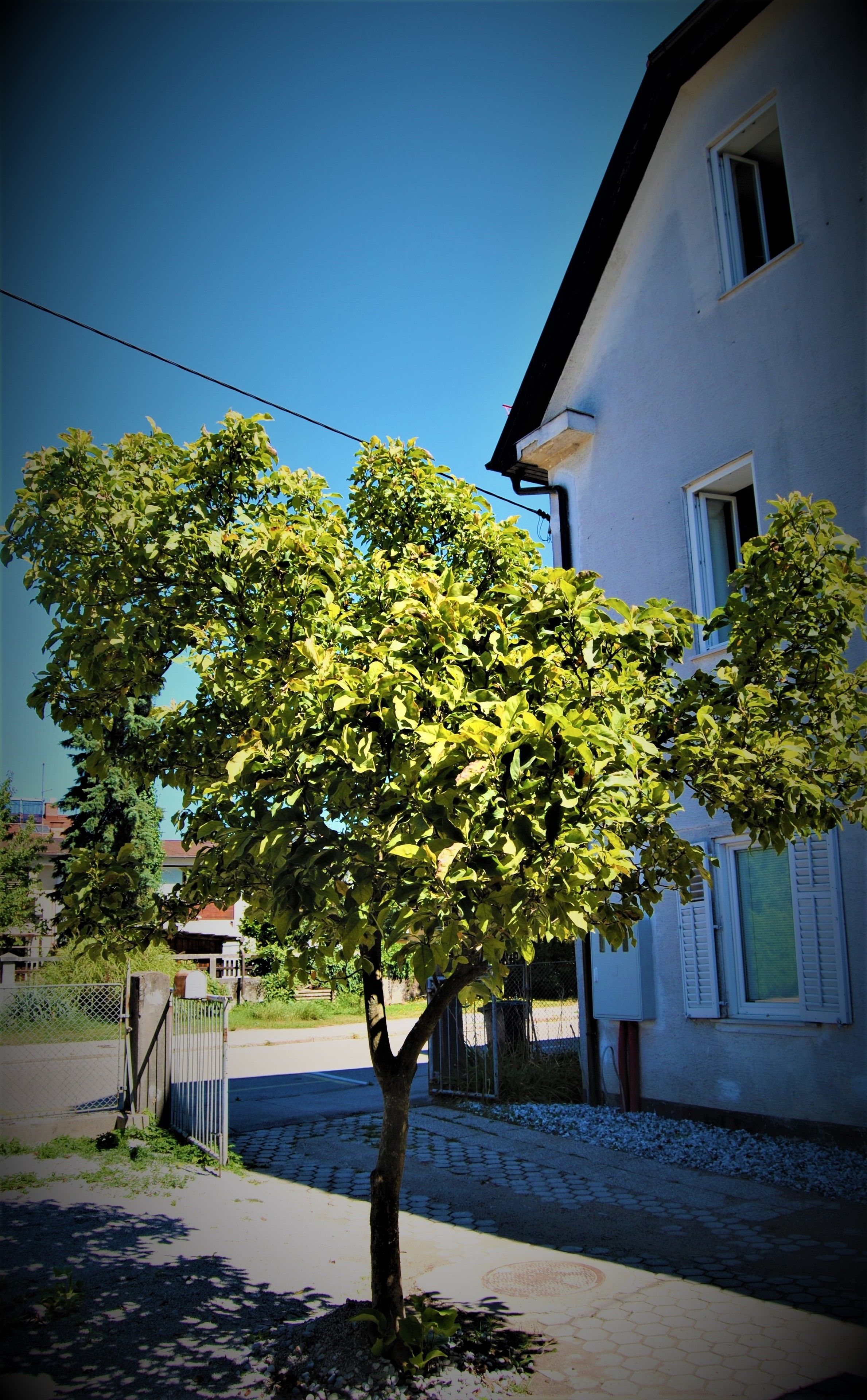 Rose Valley Ljubljana