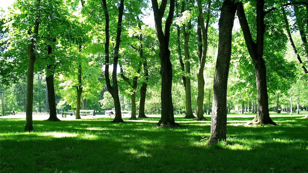 Kamrica Mariborcity