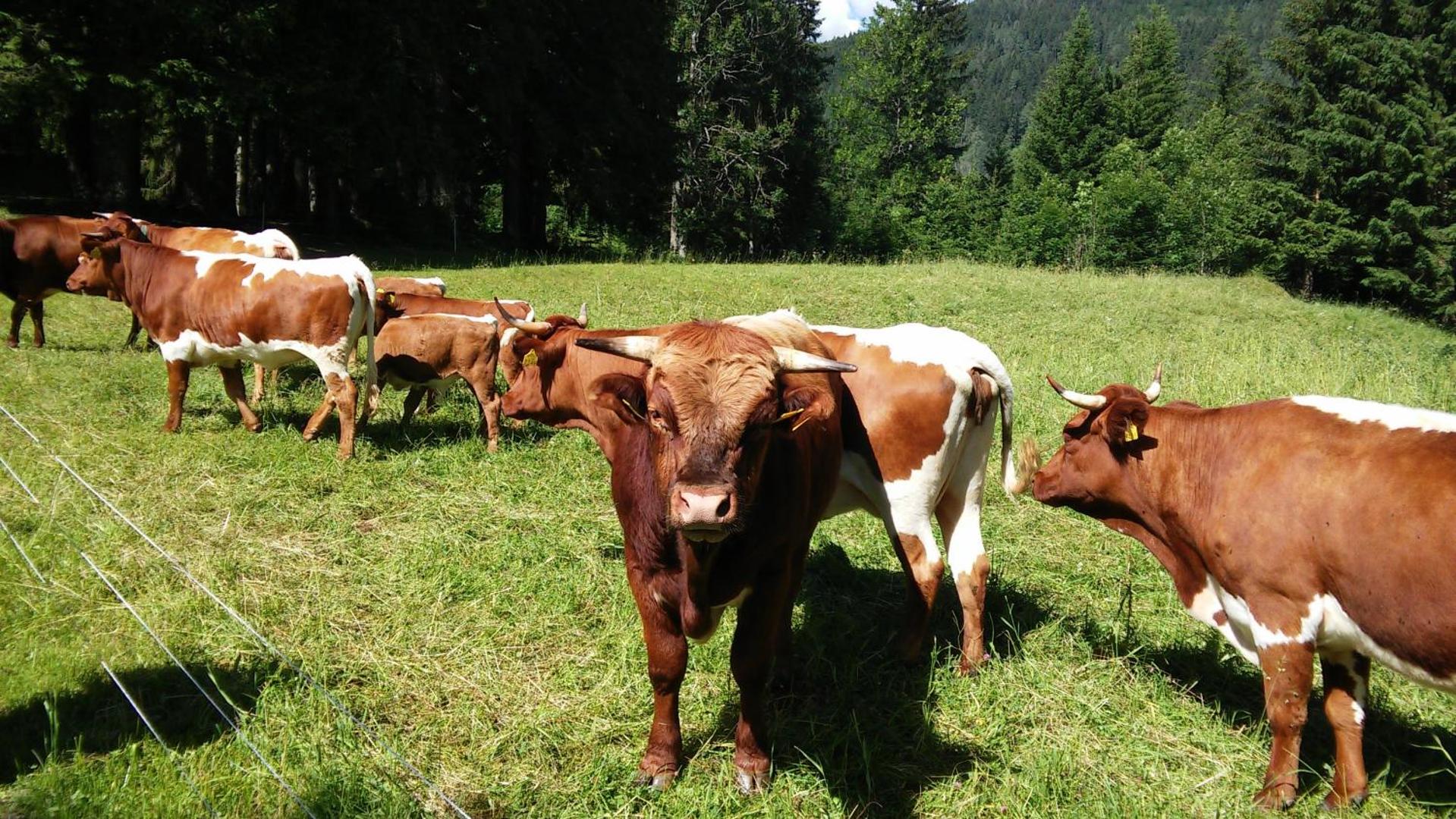 Tourist Farm Pri Ratu