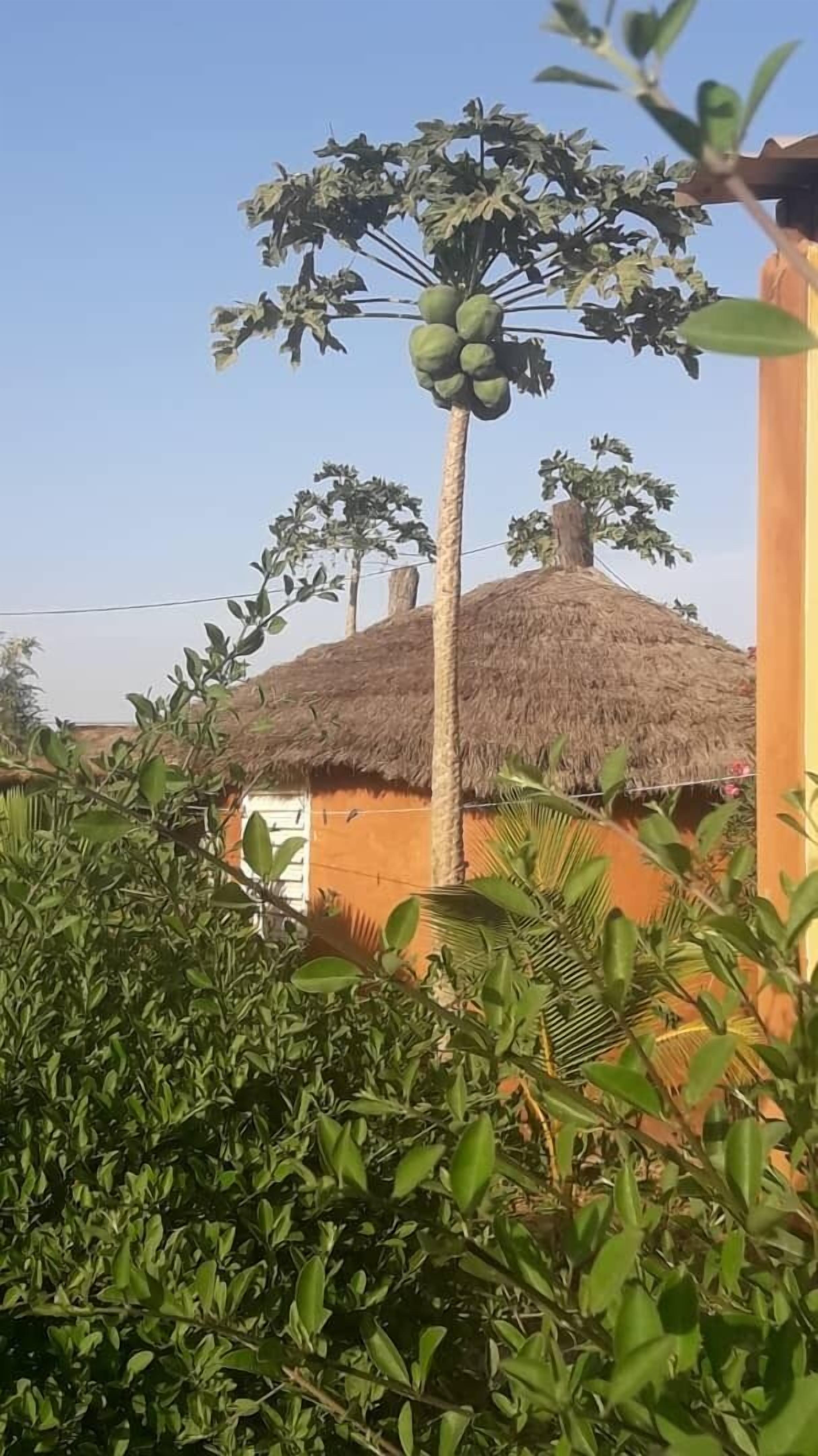 Campement Baobab