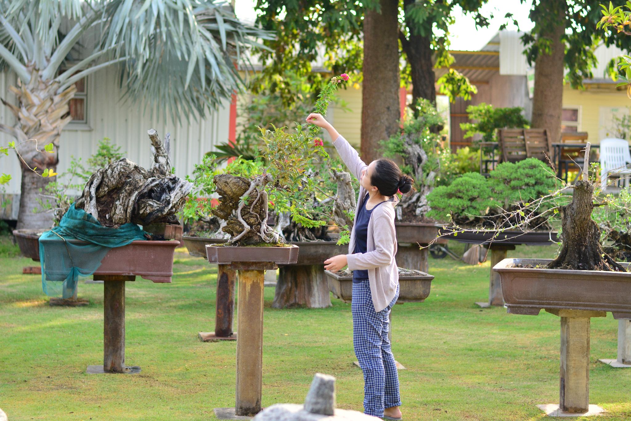18 Bonsai Garden Resort