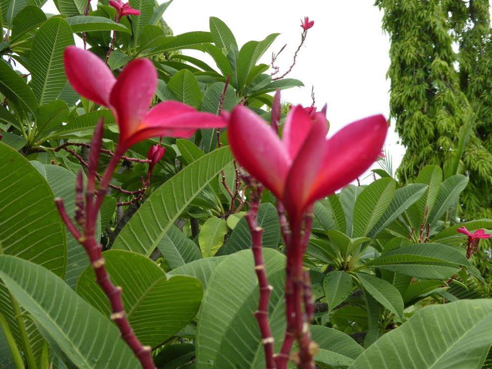 The Oriental Tropical Beach at VIP Resort