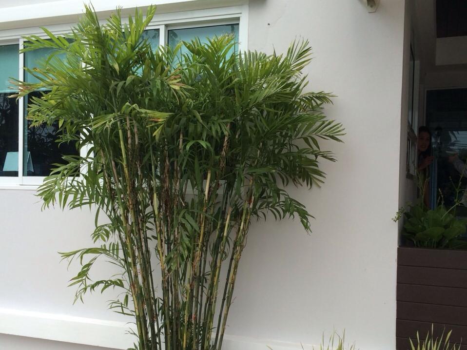 My Garden Serviced Apartment