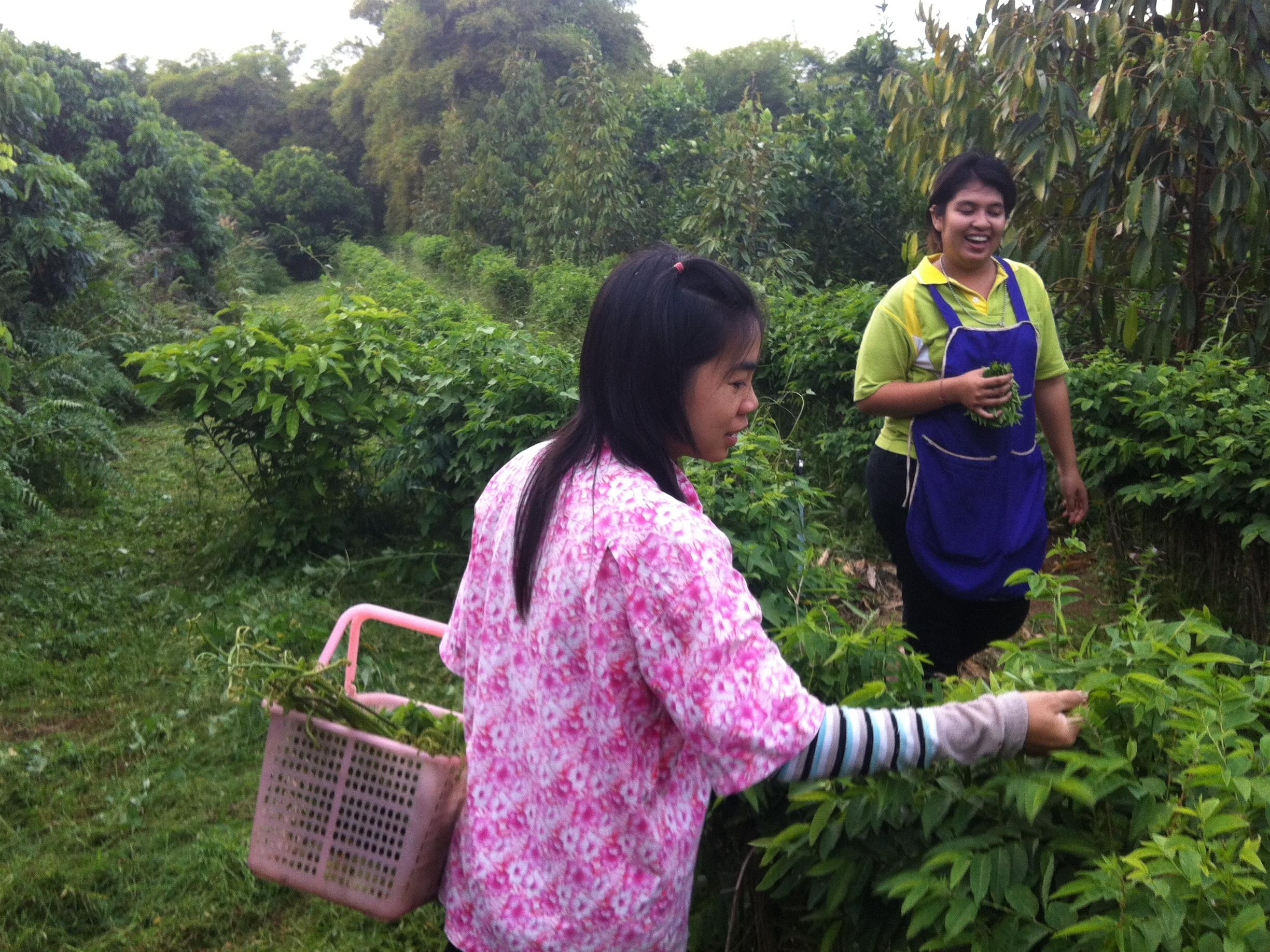 Suanphet Riverview Resort