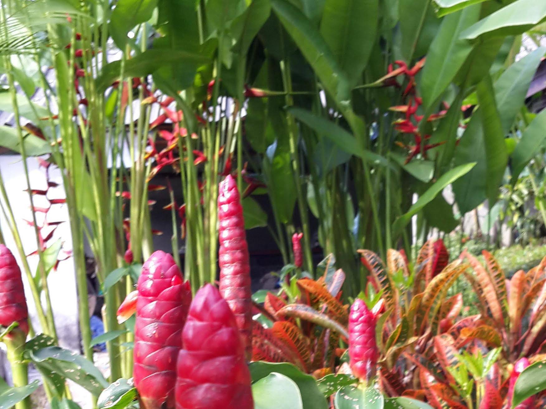 Les Fleurs House Khaolak