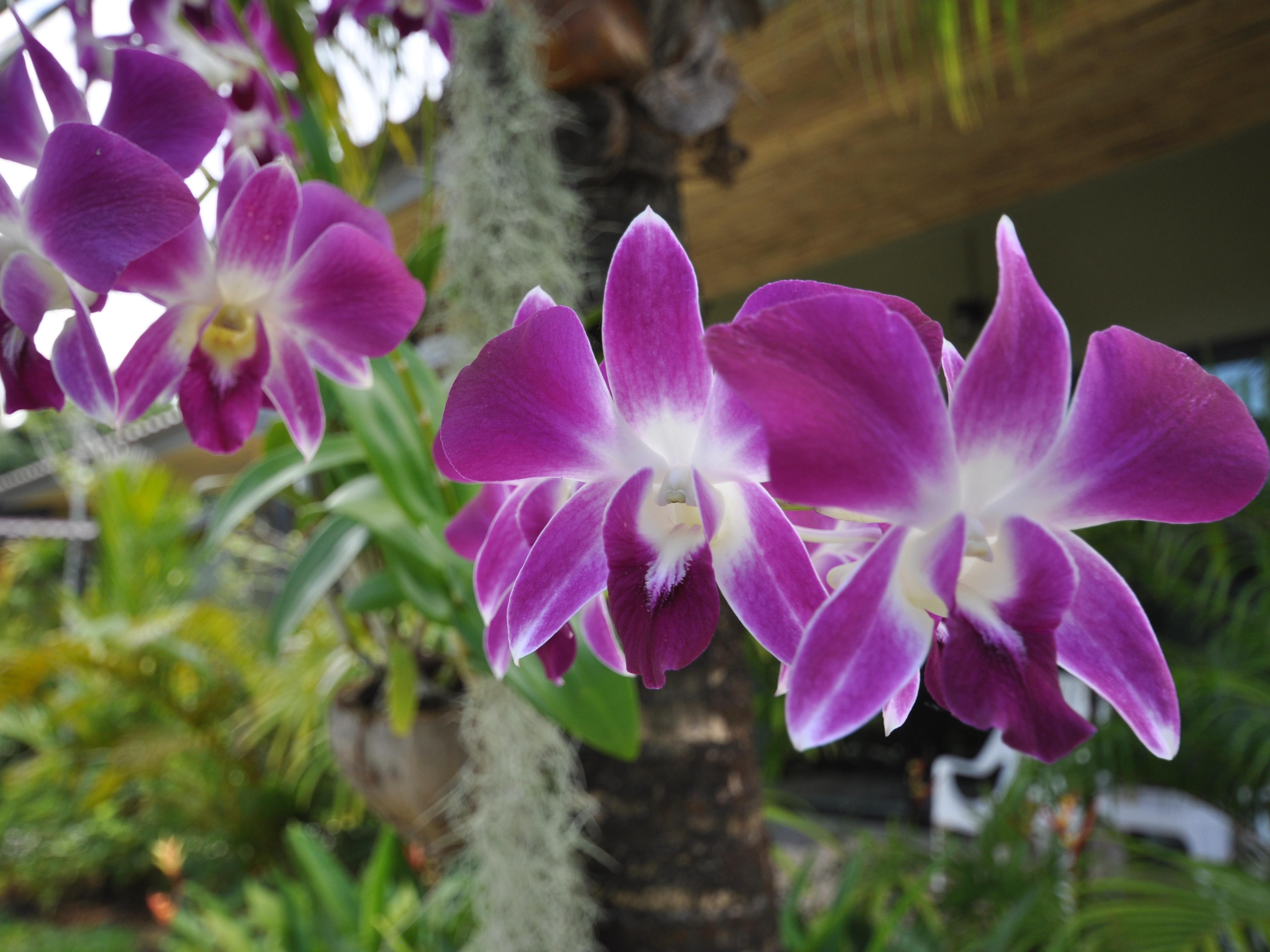 Loft Garden Villa at Bangsak