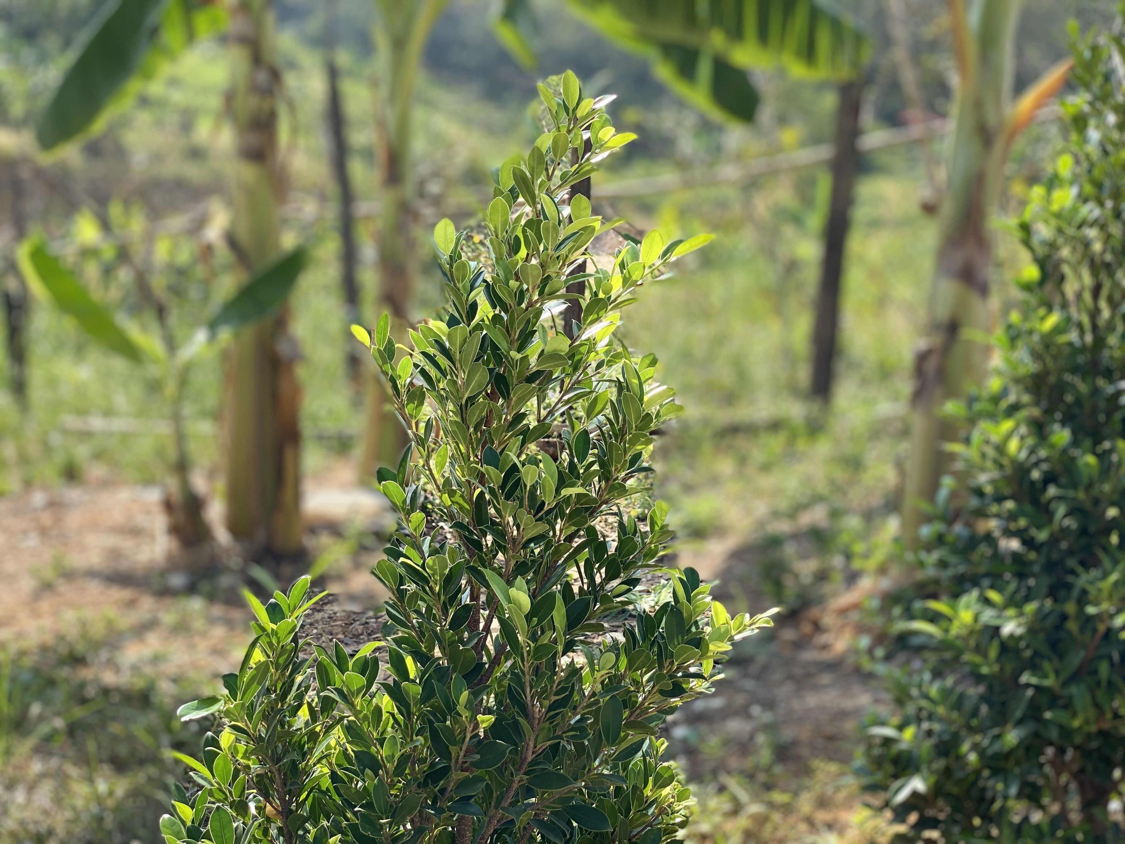 Relaxing House Koh Yao Yai