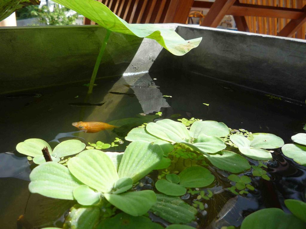 Chaweng Noi Residence