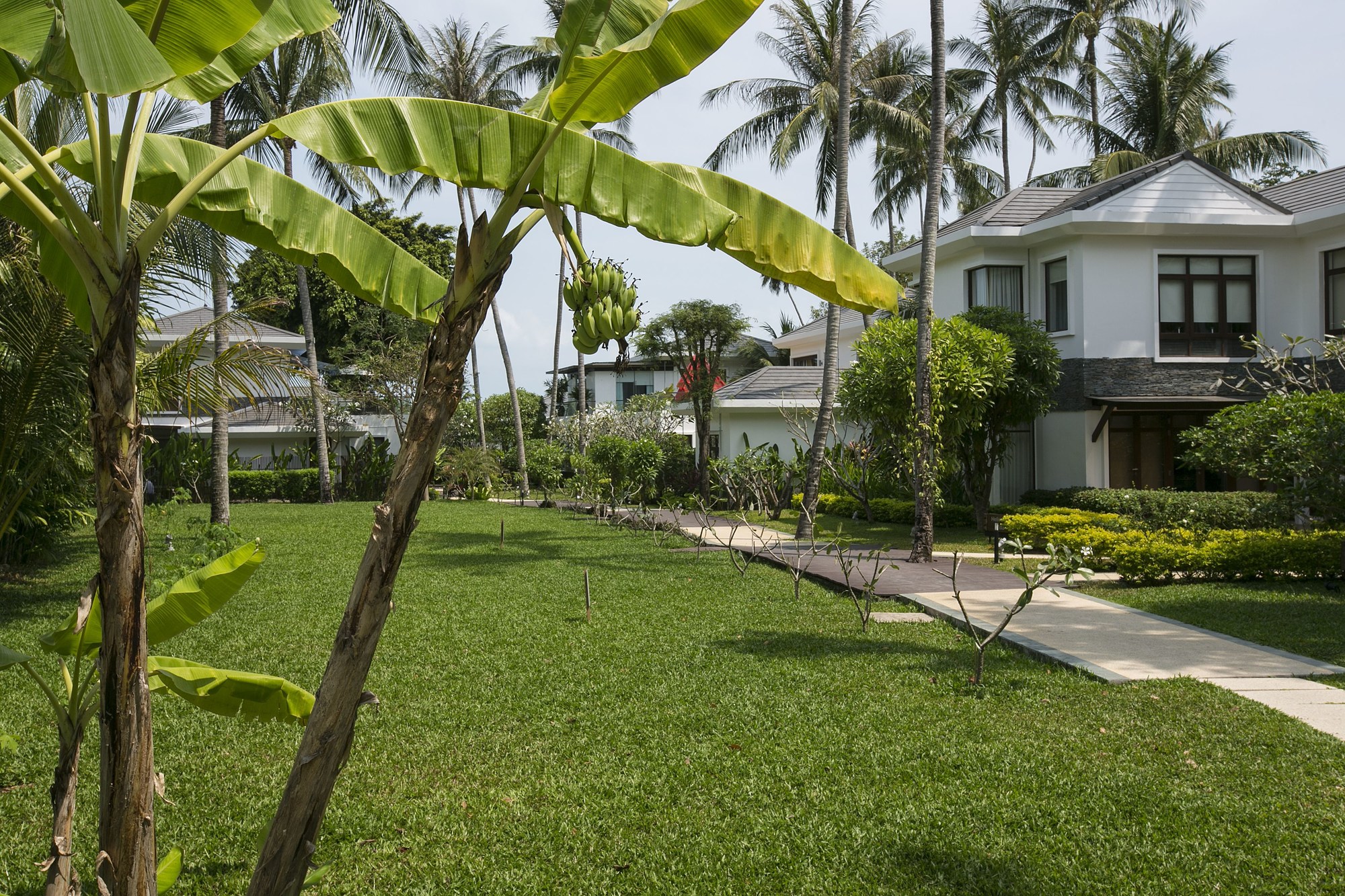 Lotus Samui
