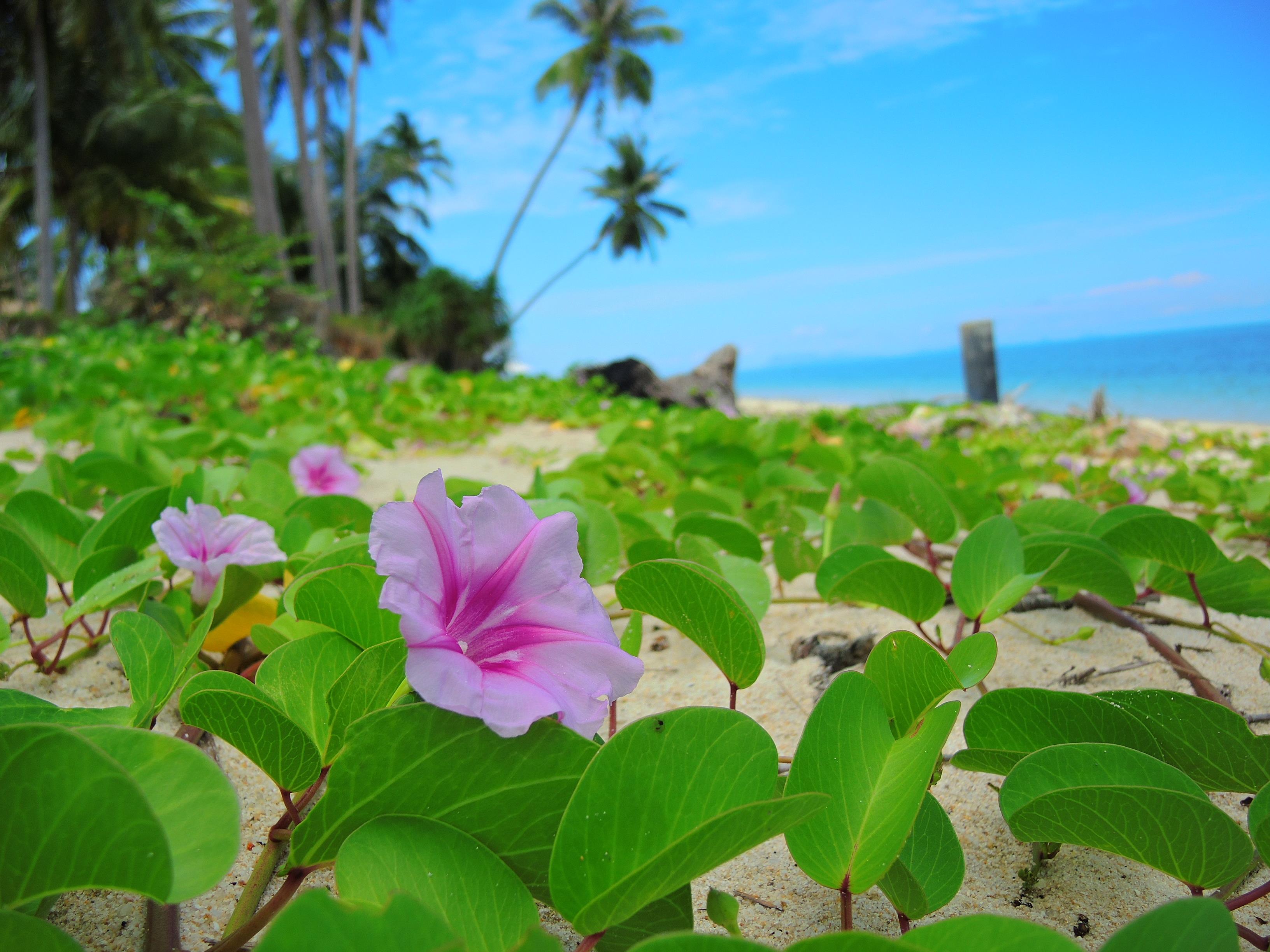 Samui Tropical Resort