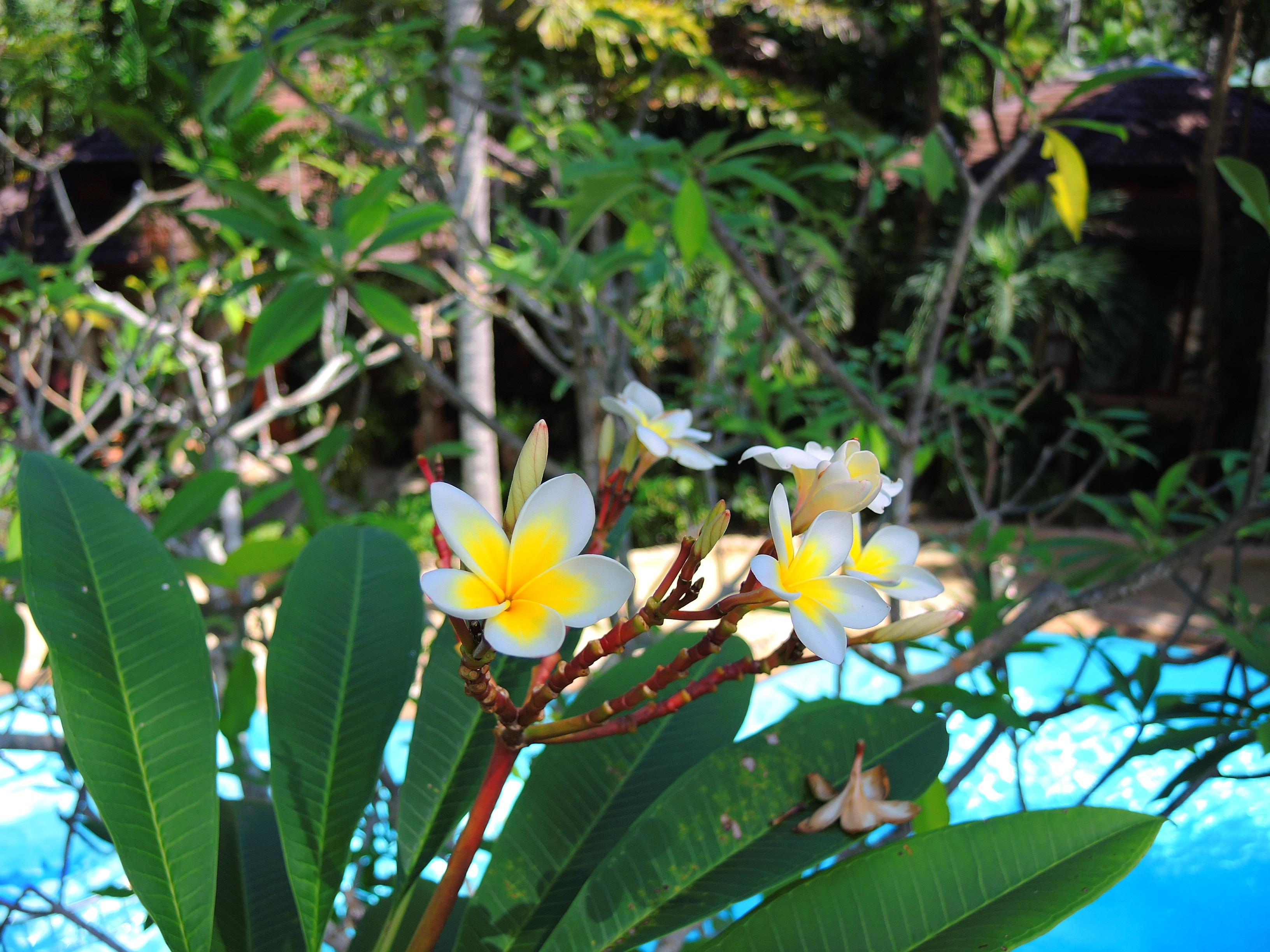 Samui Tropical Resort