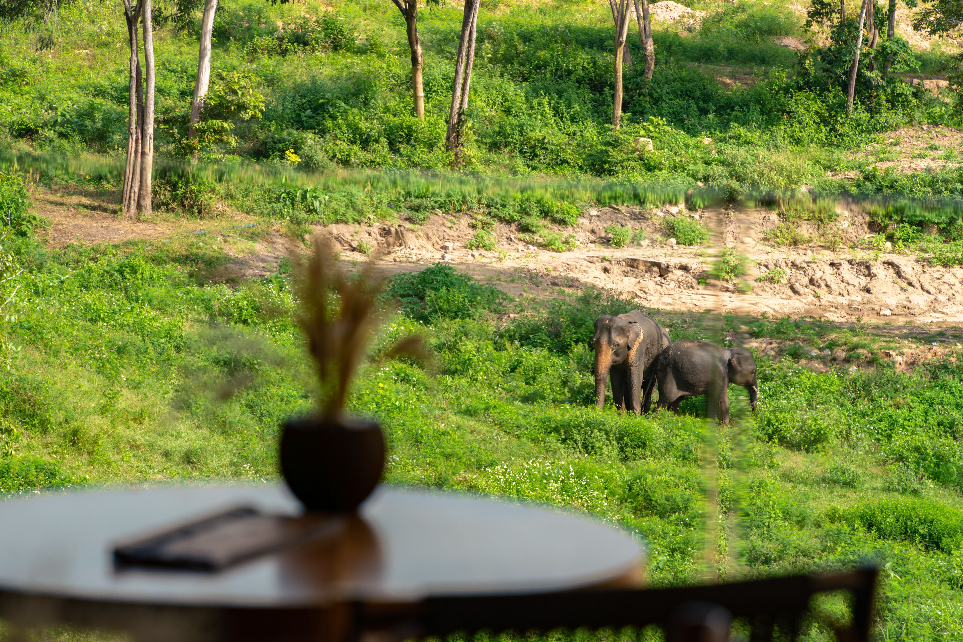 Wild Cottages Elephant Sanctuary Resort
