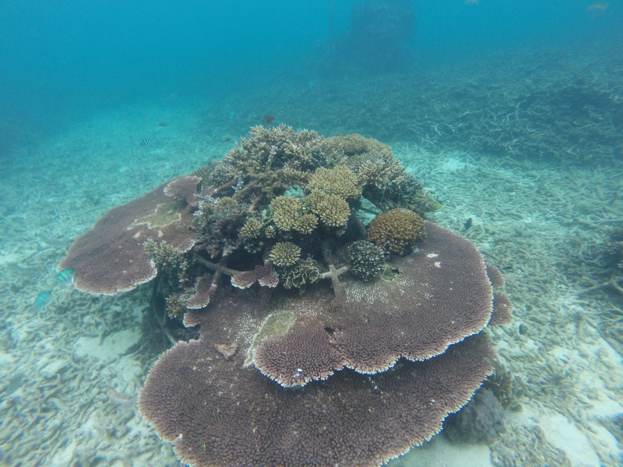 Coral View Resort