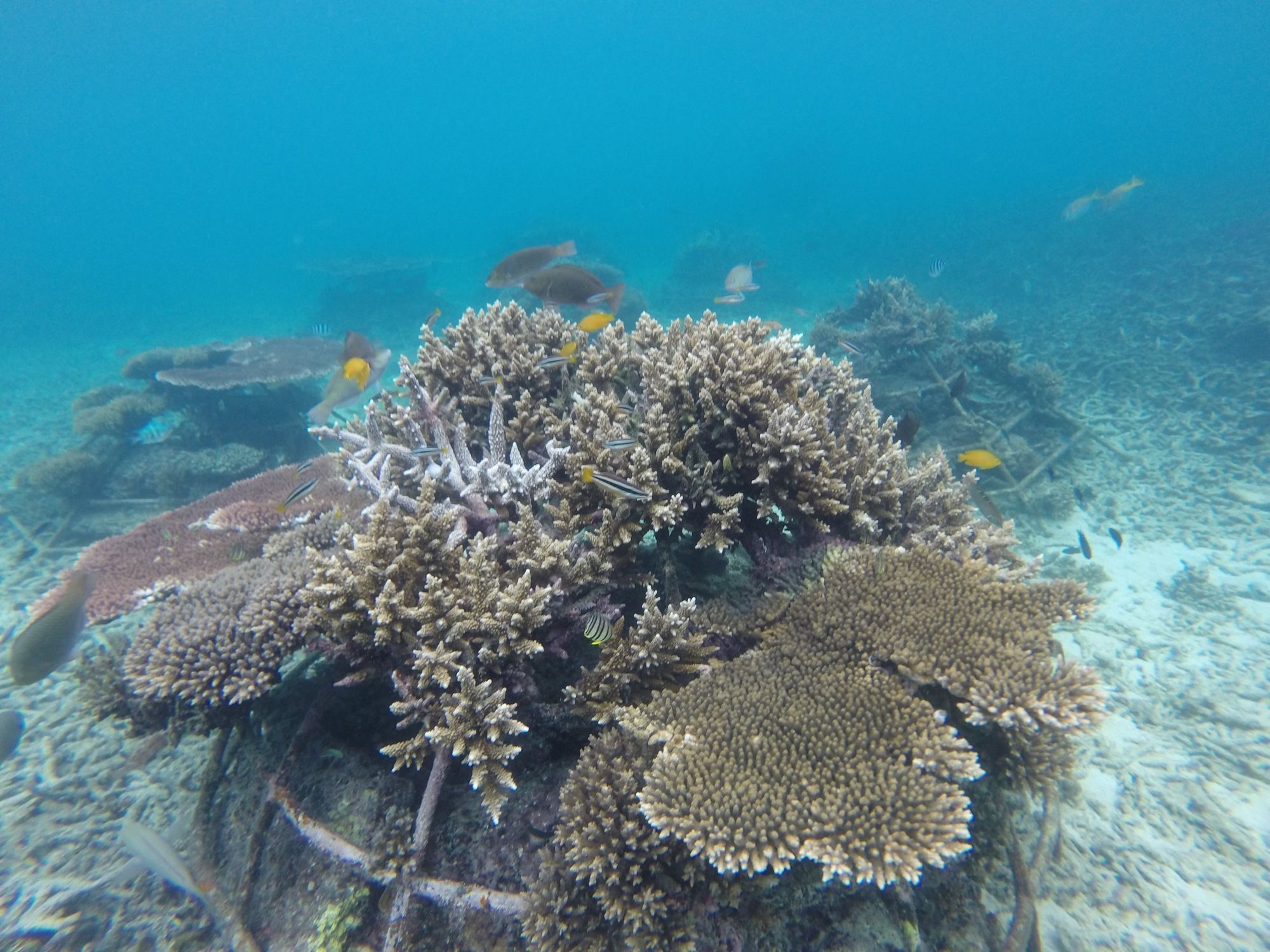 Coral View Resort