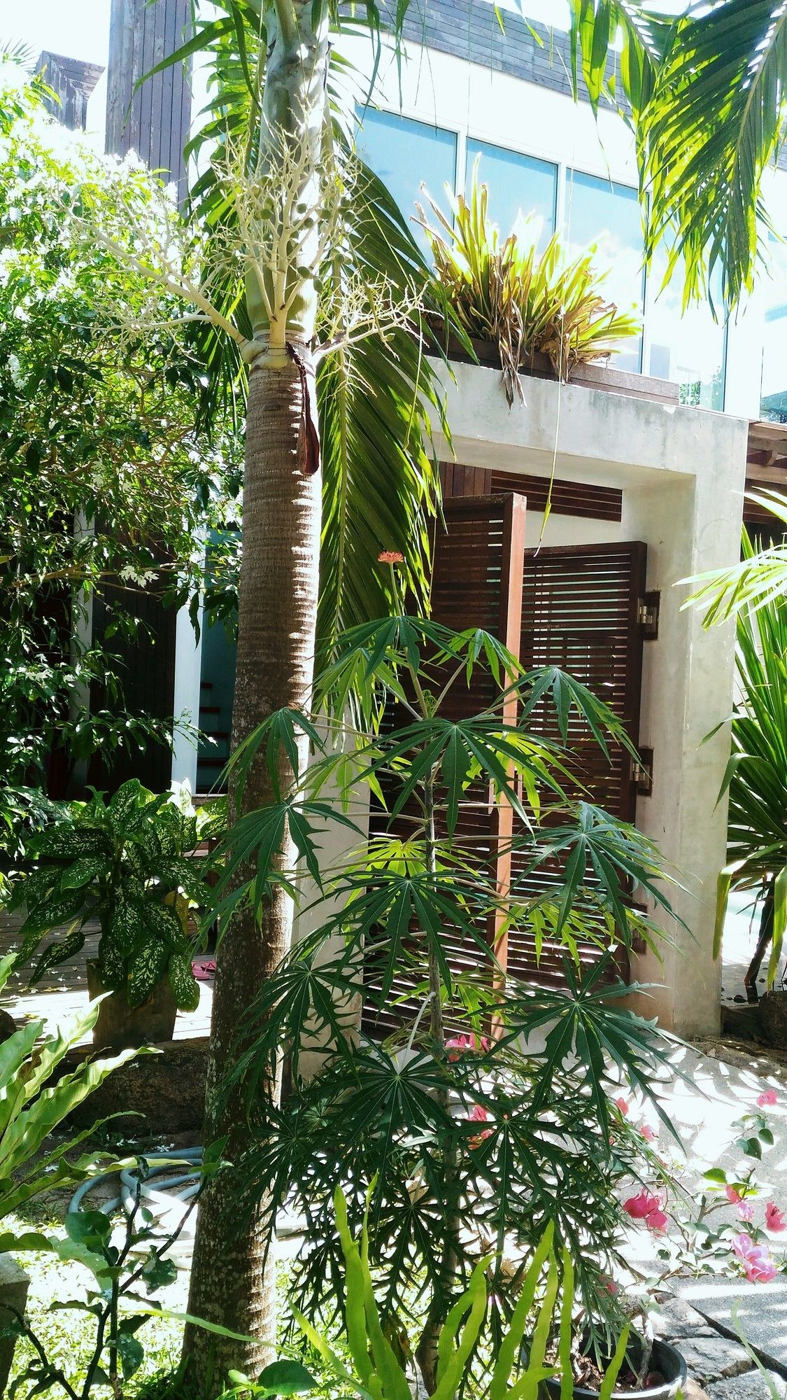 Sairee Hut Resort Koh Tao
