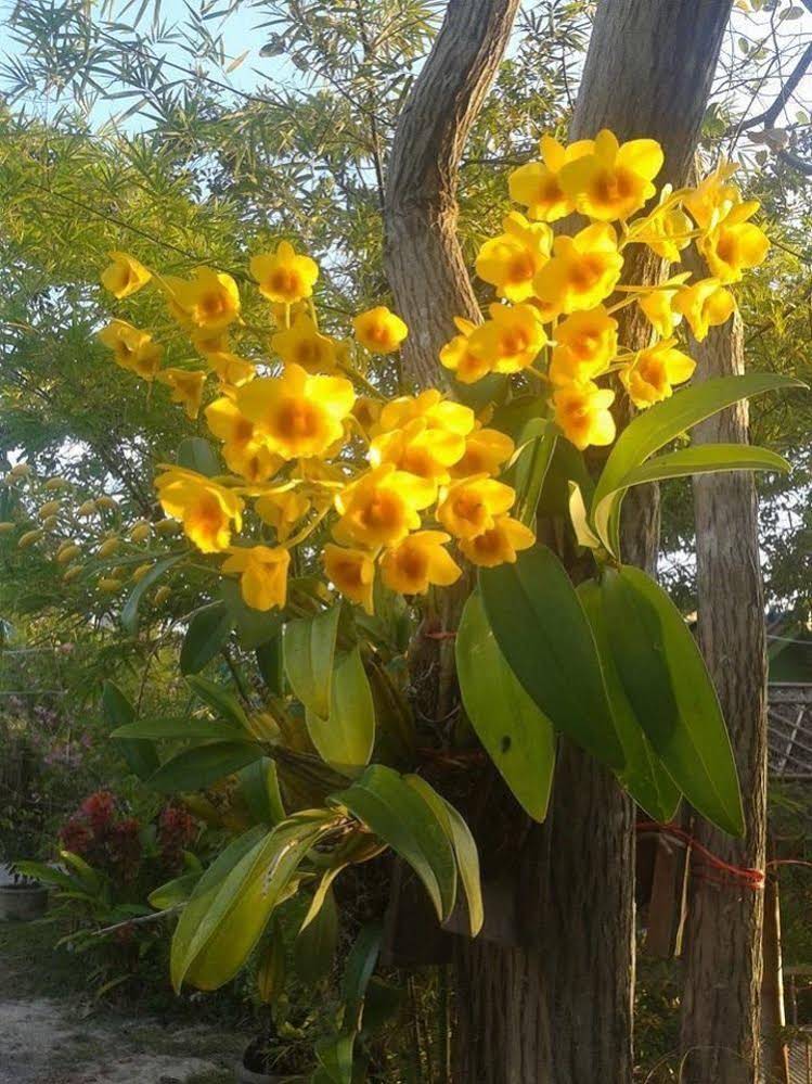 Phangan Farm Stay Resort
