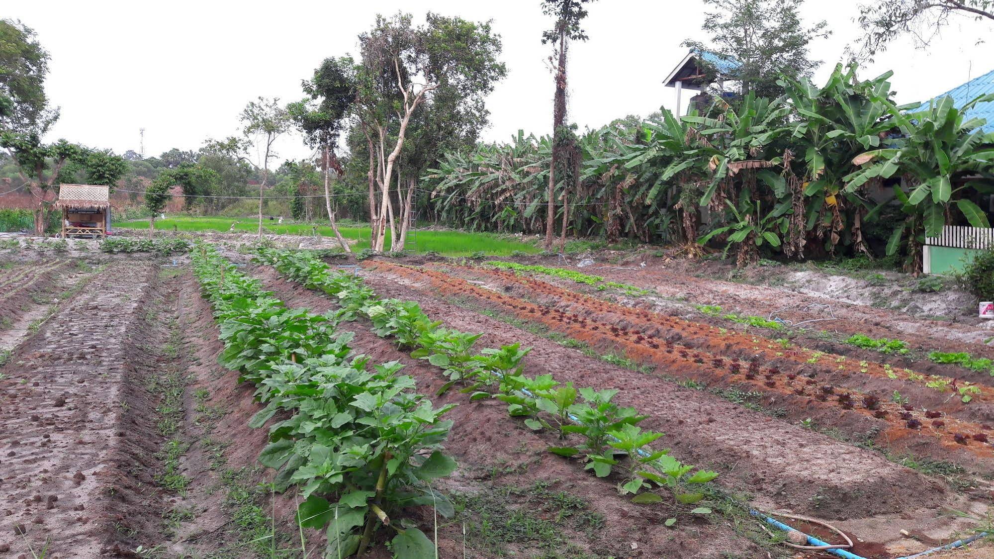 Phangan Farm Stay Resort