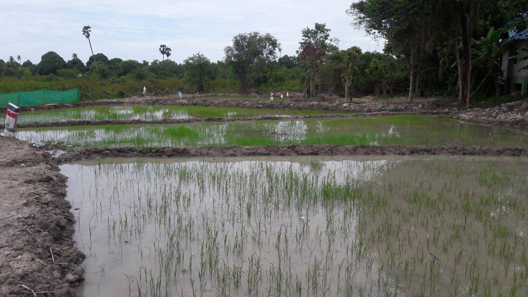 Phangan Farm Stay Resort