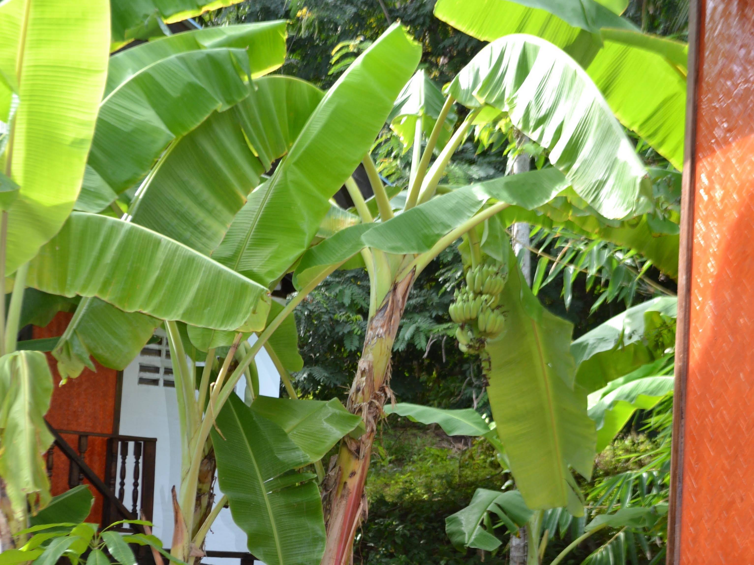 Silvermoon Beach & Jungle Resort