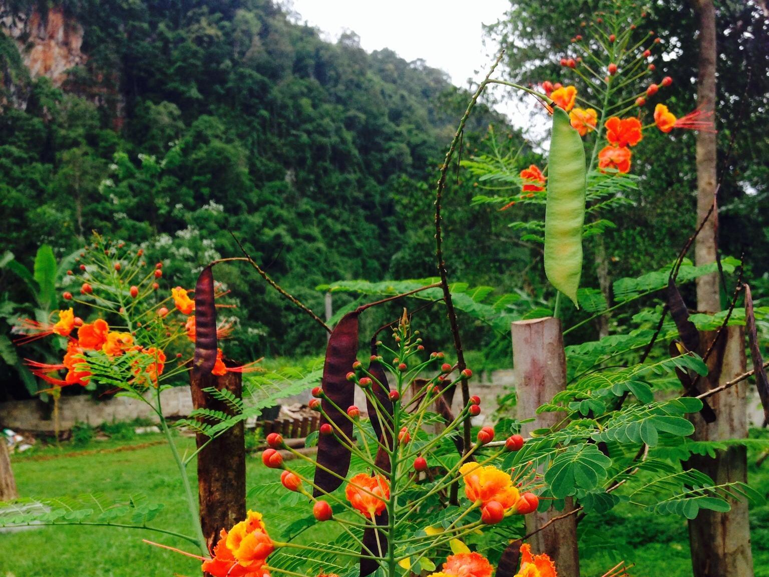 Chiang Dao Hut