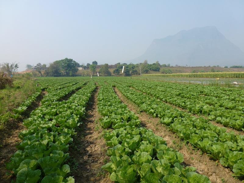 Chiang Dao Privacy