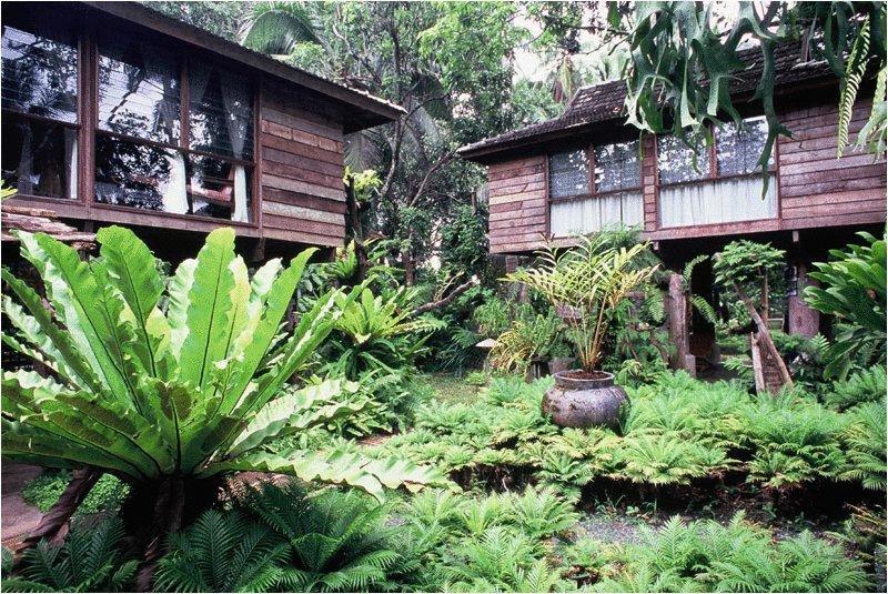 Fern Paradise