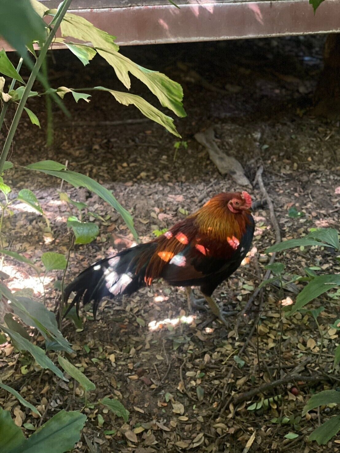 Le Cochet De Nimman