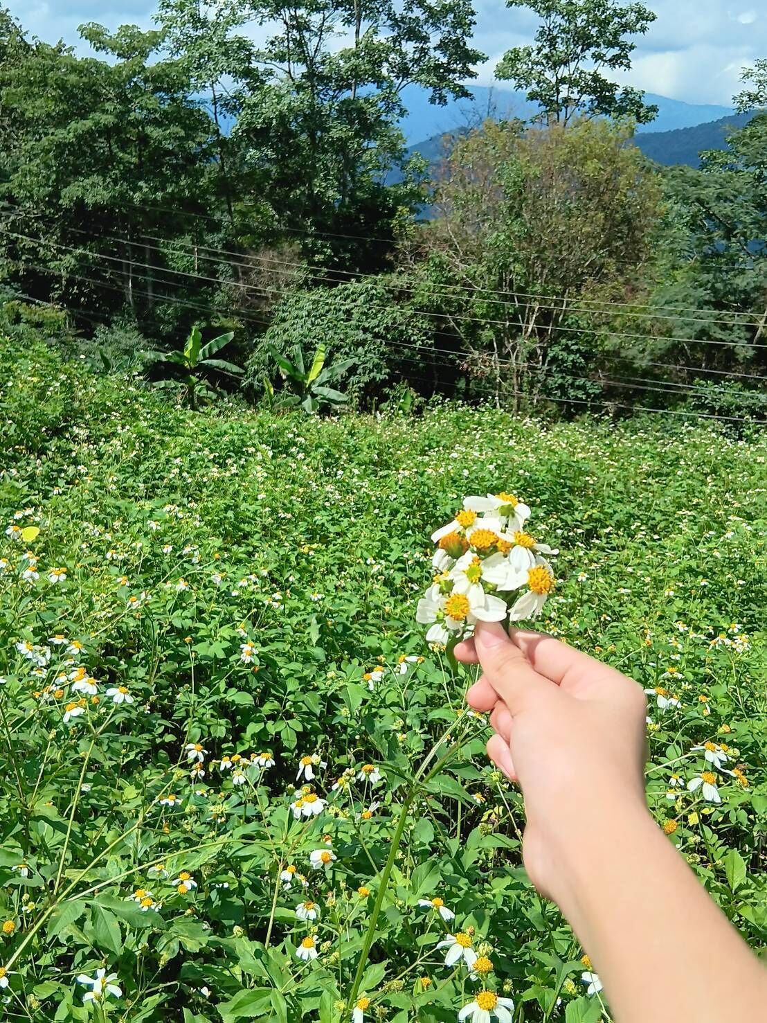 Phuchifaresort
