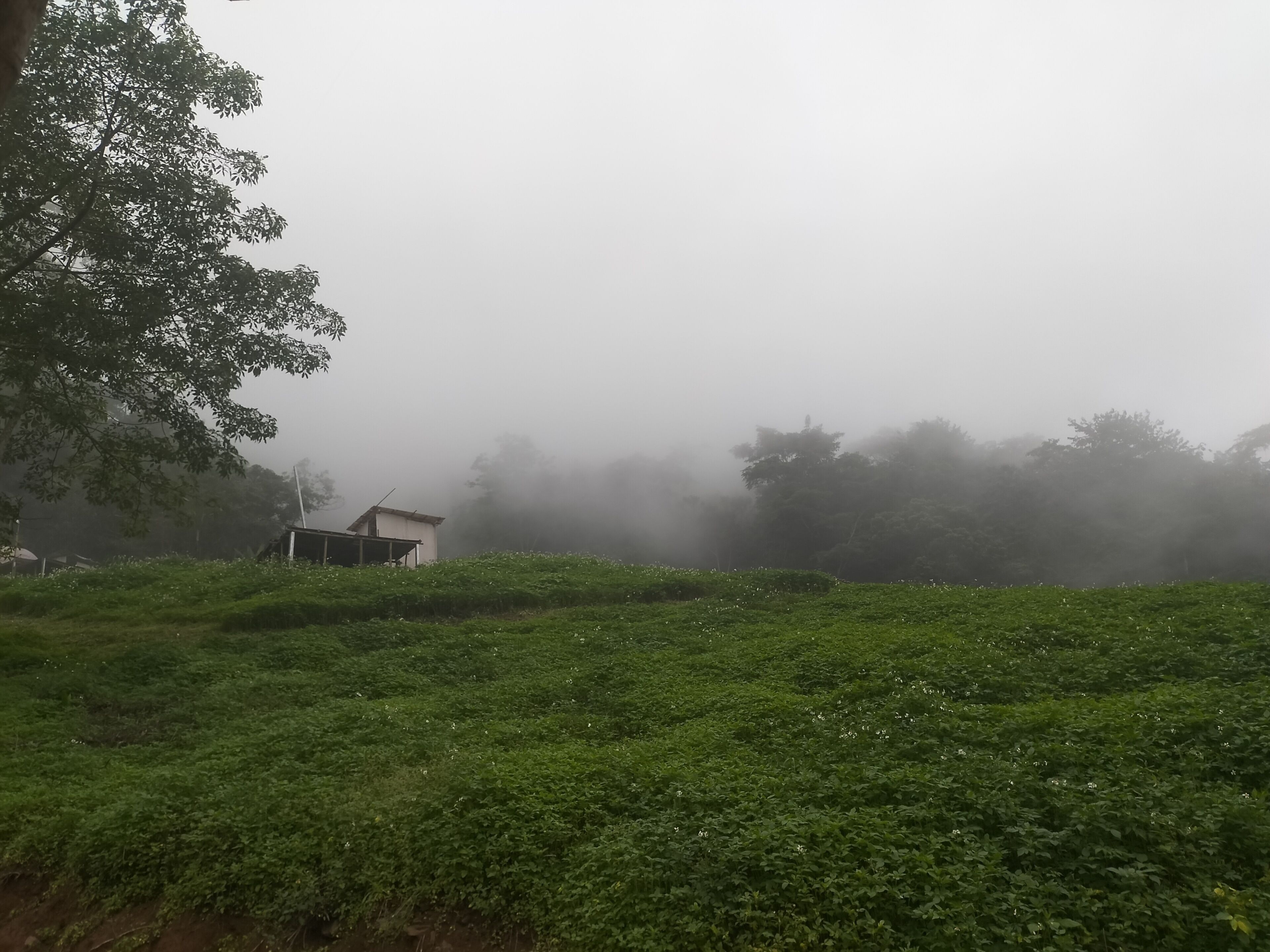 Phuchifaresort