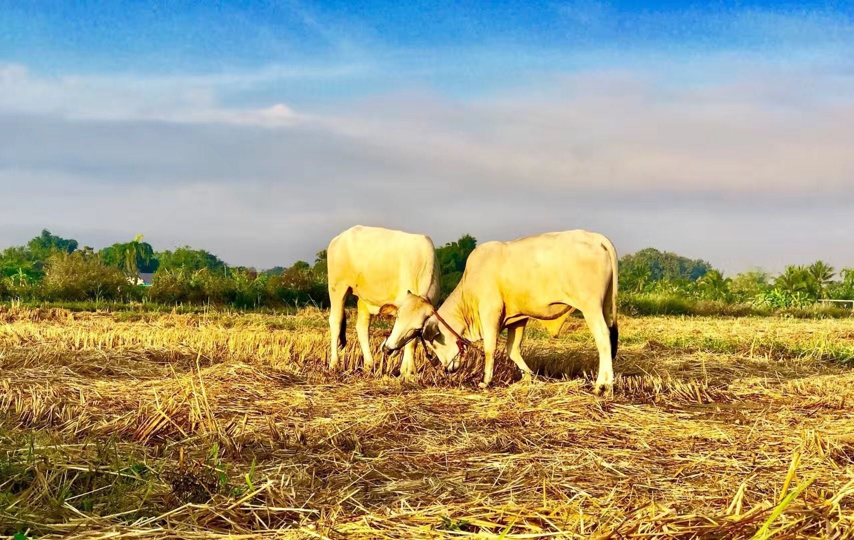 Suwannatara Resort & Spa