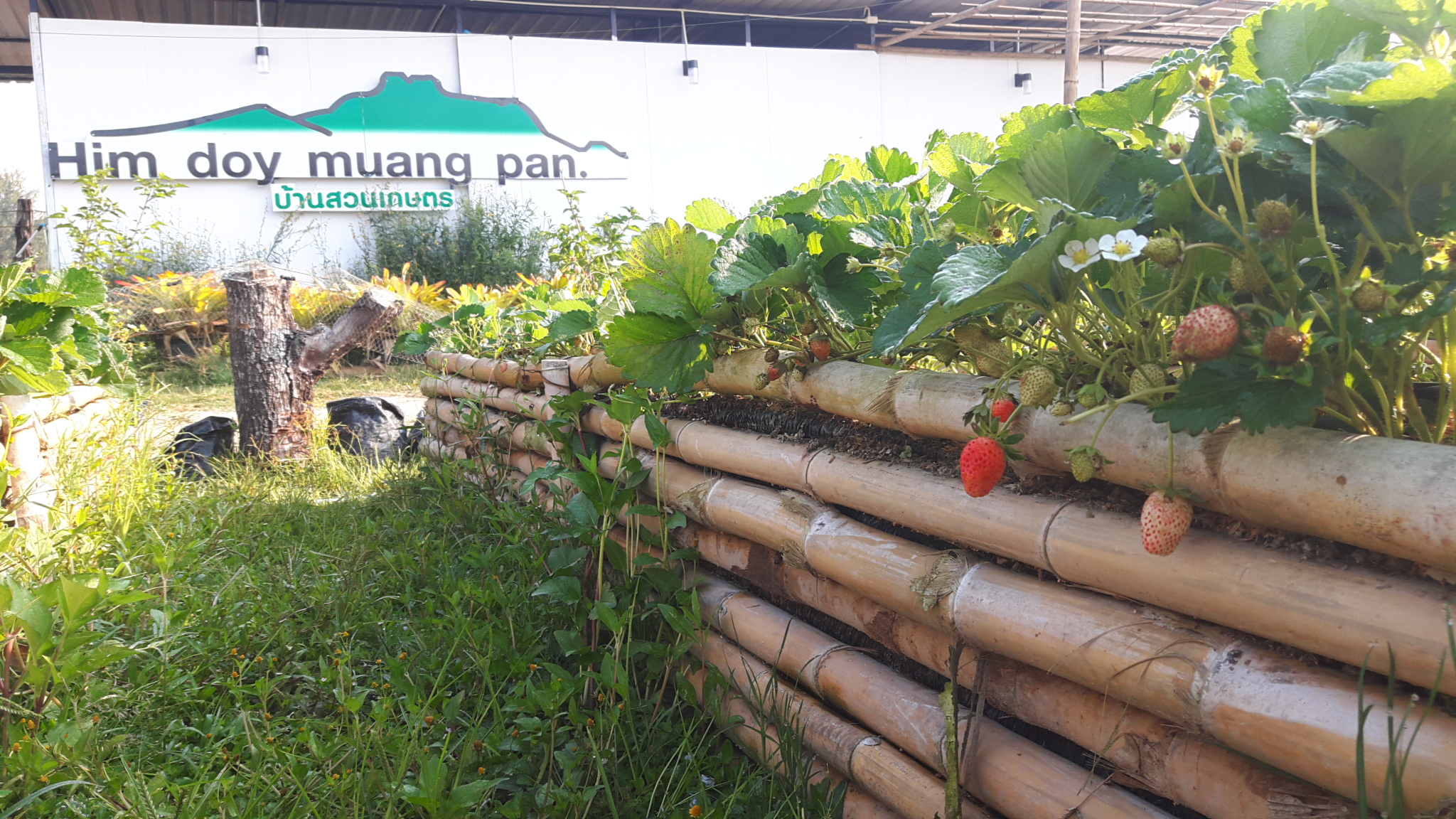 Him Doy Muang Pan