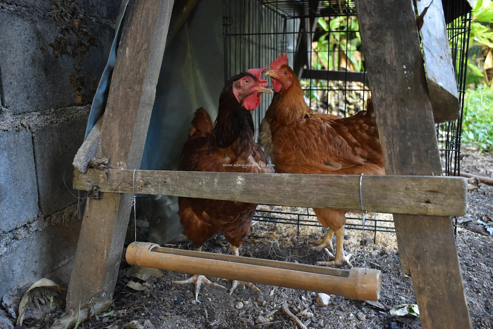 Chanmuang Guesthouse