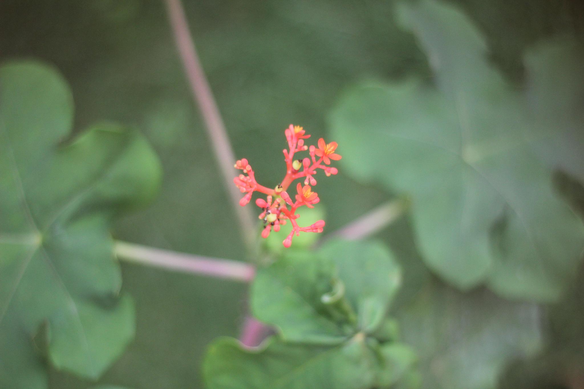 Rapeepong Resort Nanthai