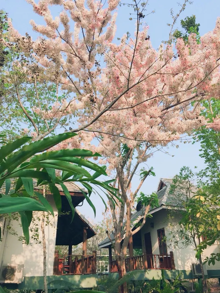 Pai Flora Resort