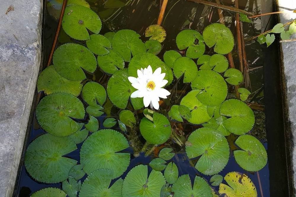 Enchanted Garden Bangalows