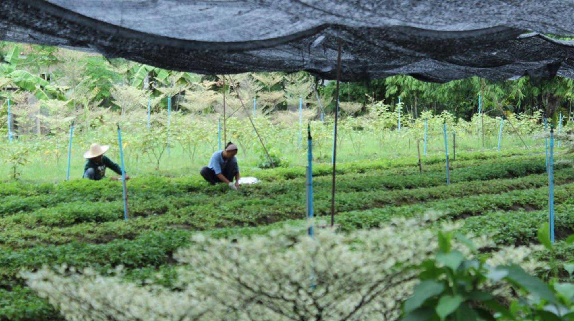 Racha Herb Gardens