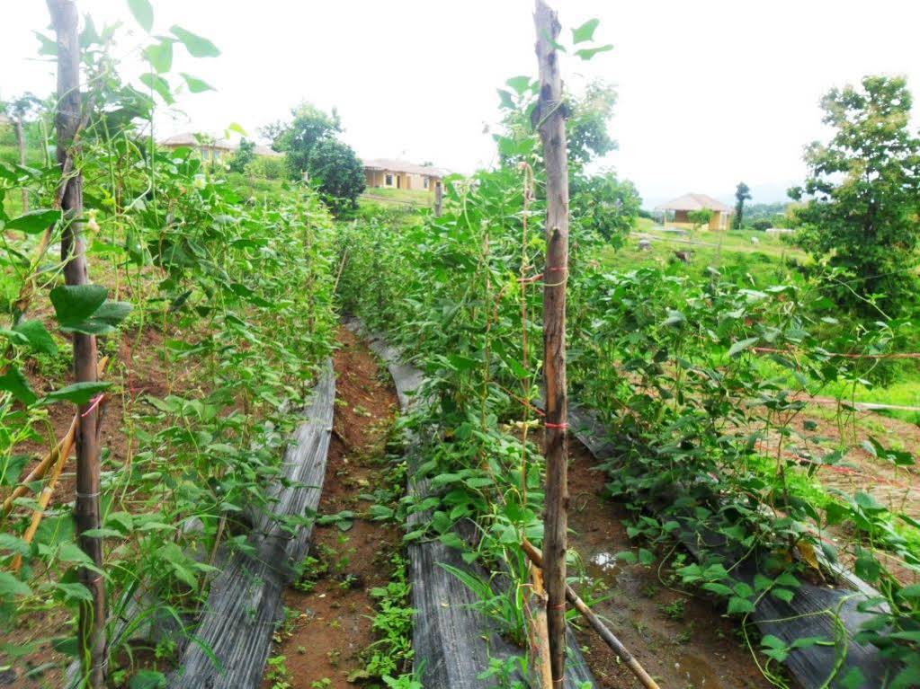 Sweet Memories @ Pai