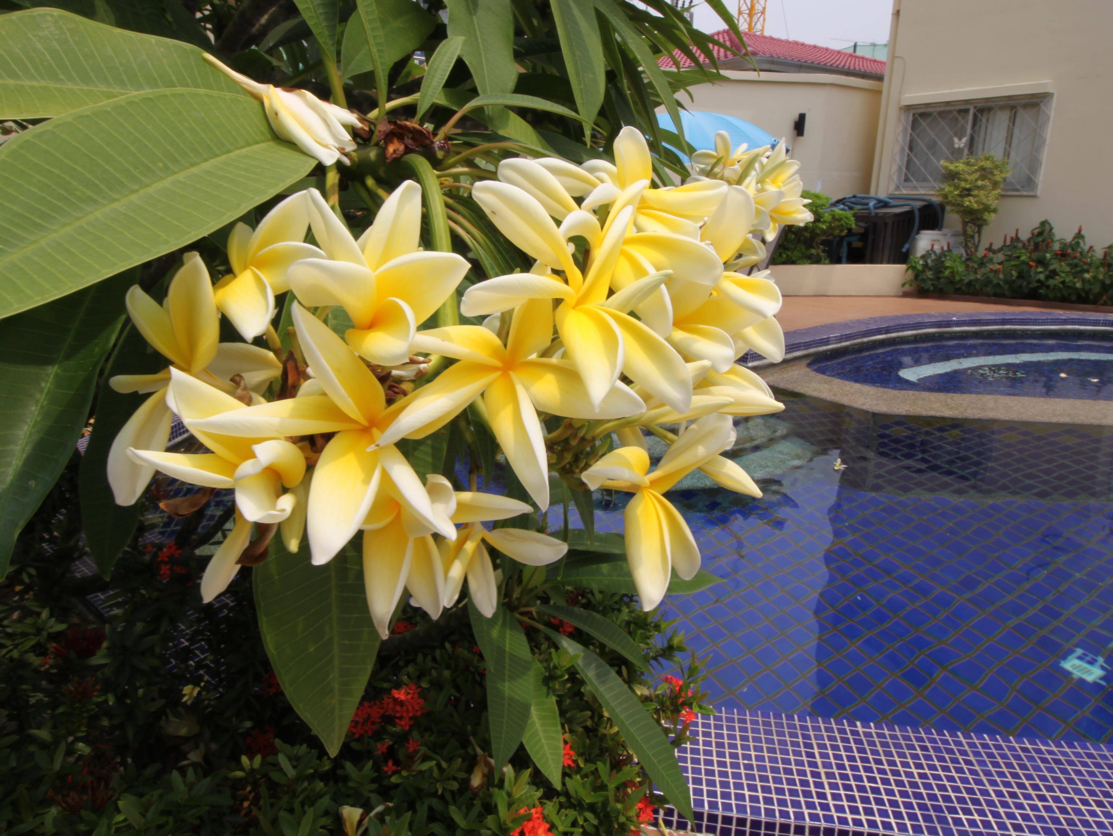 Butterfly Garden Villas