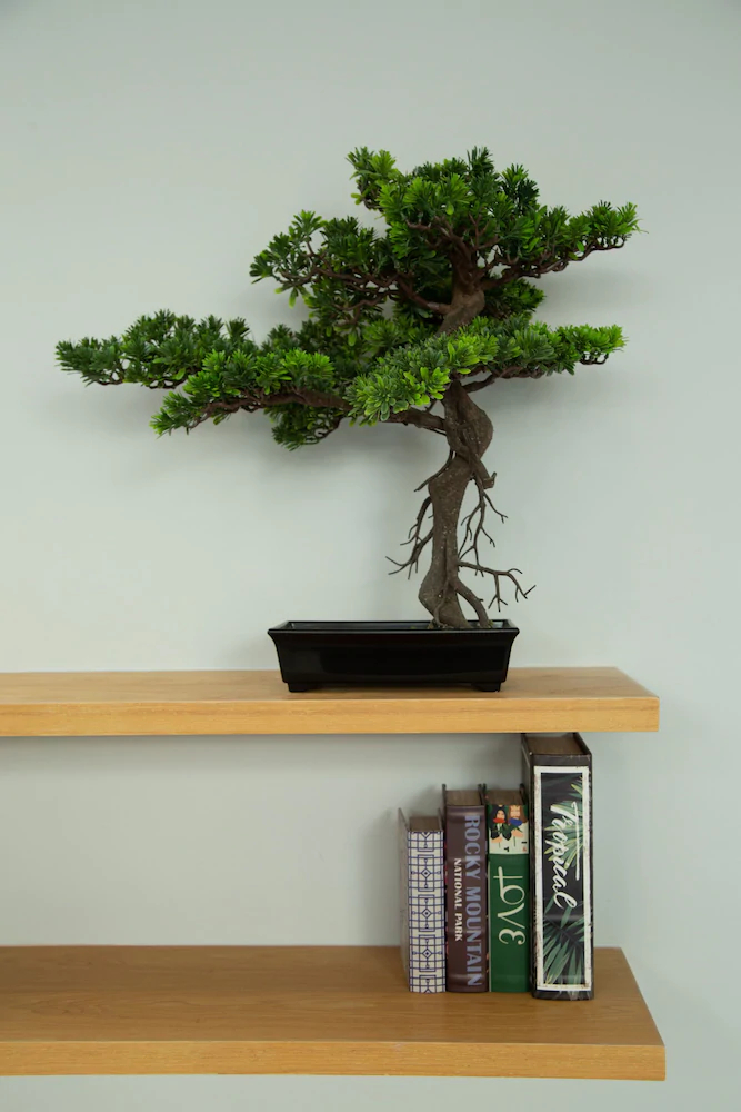 Loft Bonsai by Holiplanet