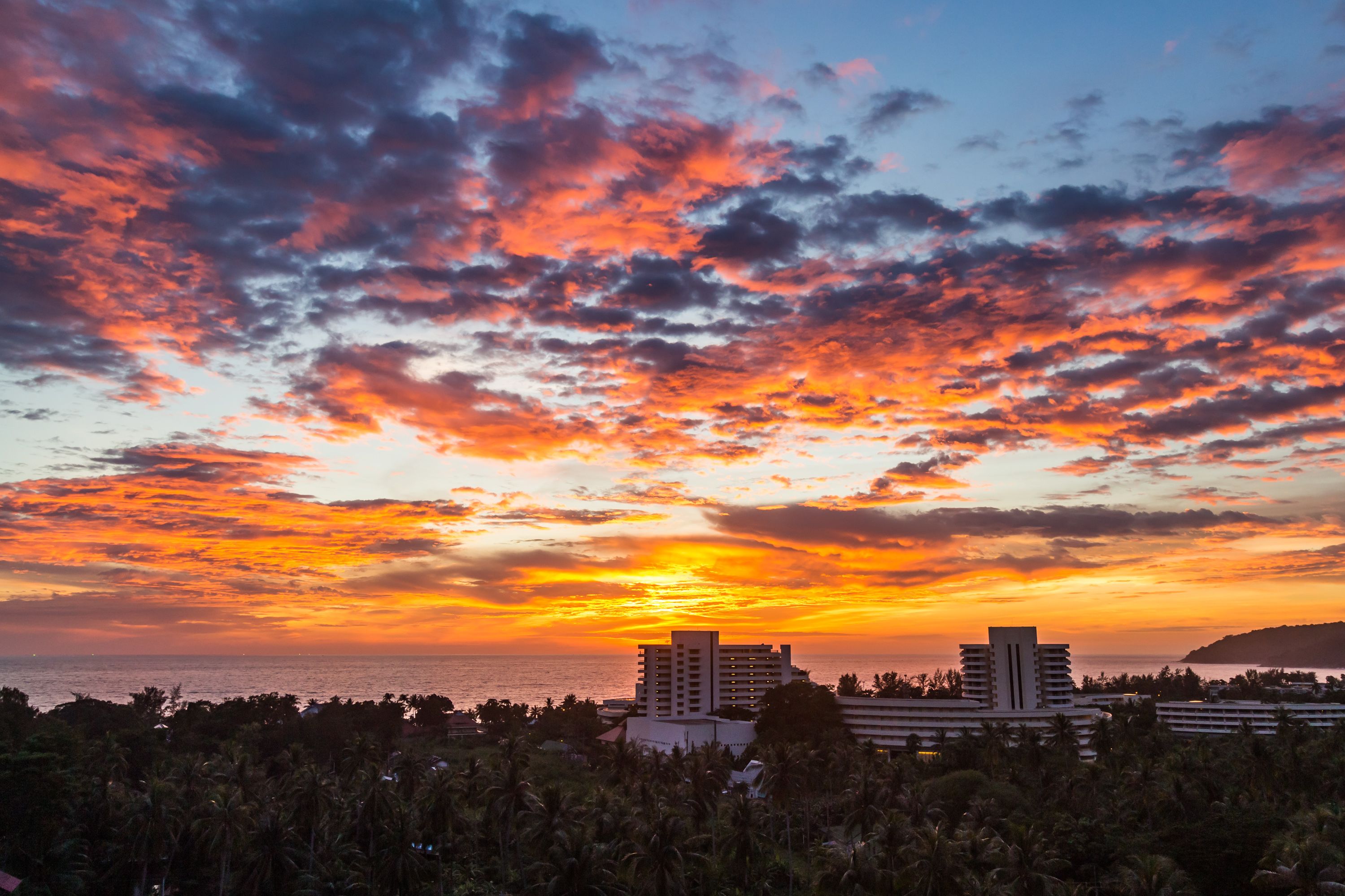 The Palm at Karon Hill by Lofty