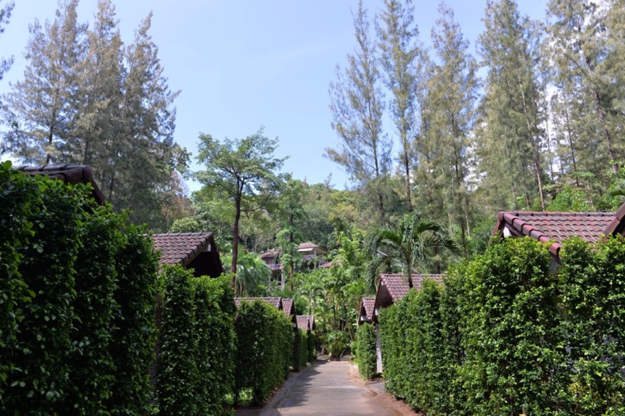 The Delight Pine Tree Village