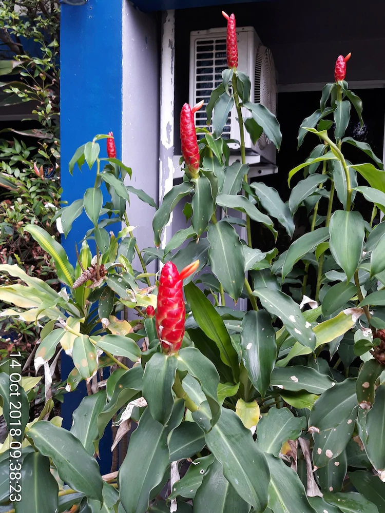 Porter House Patong