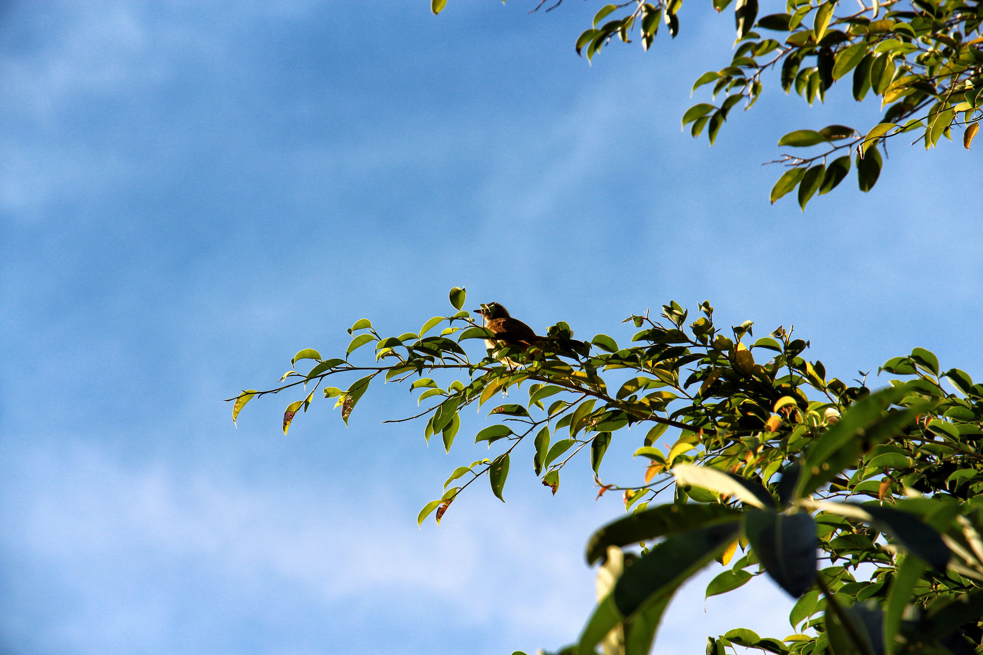 Ayara Kamala Resort & Spa