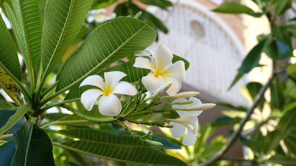 Phuket Racha Guesthouse