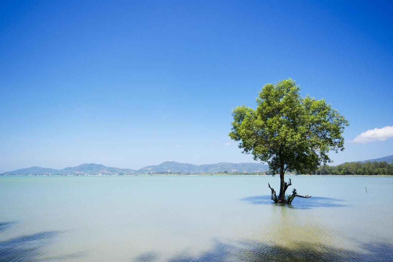 The Mangrove by Blu Monkey