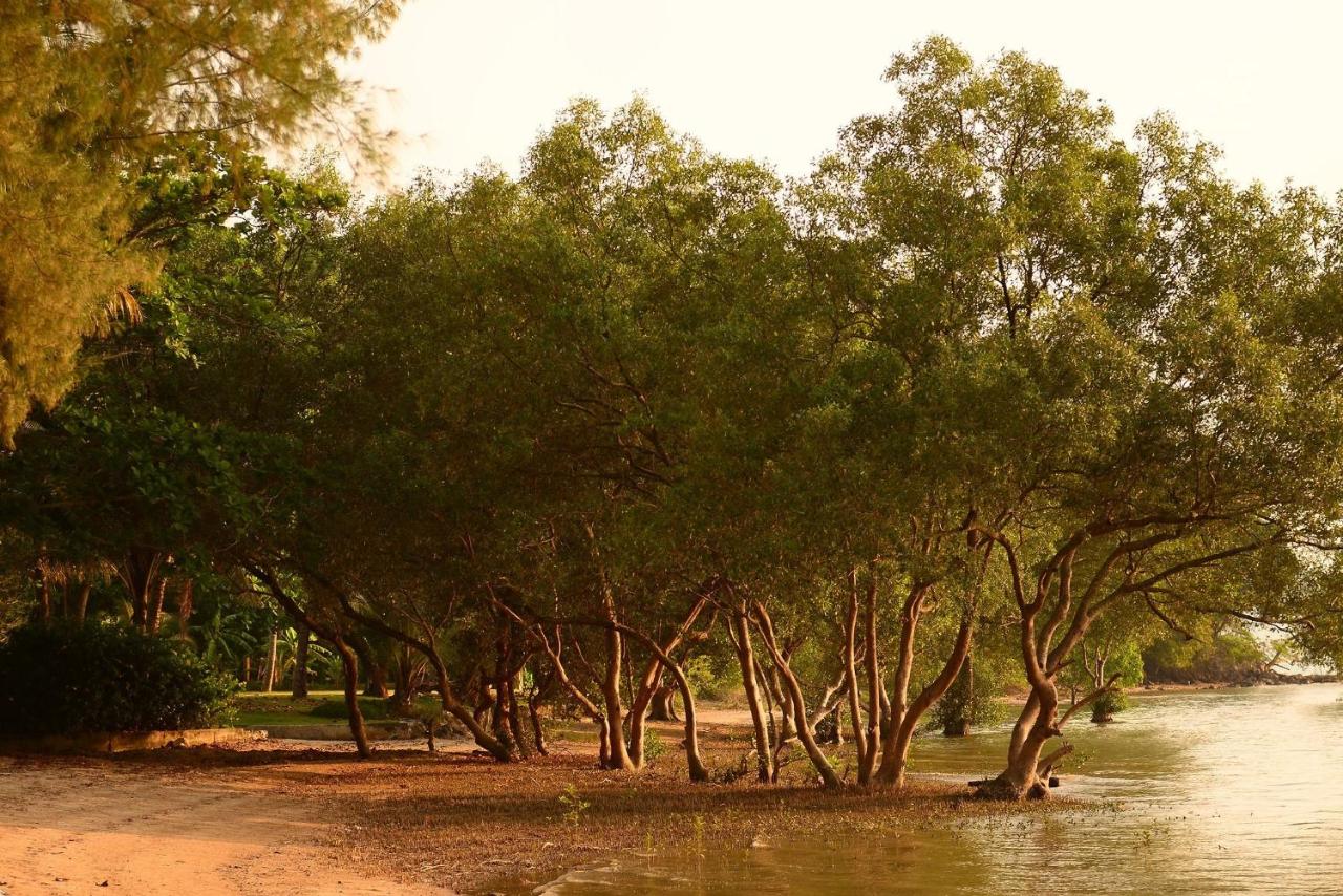The Mangrove by Blu Monkey