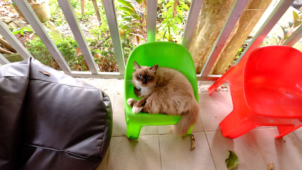 Patty’s Secret Garden