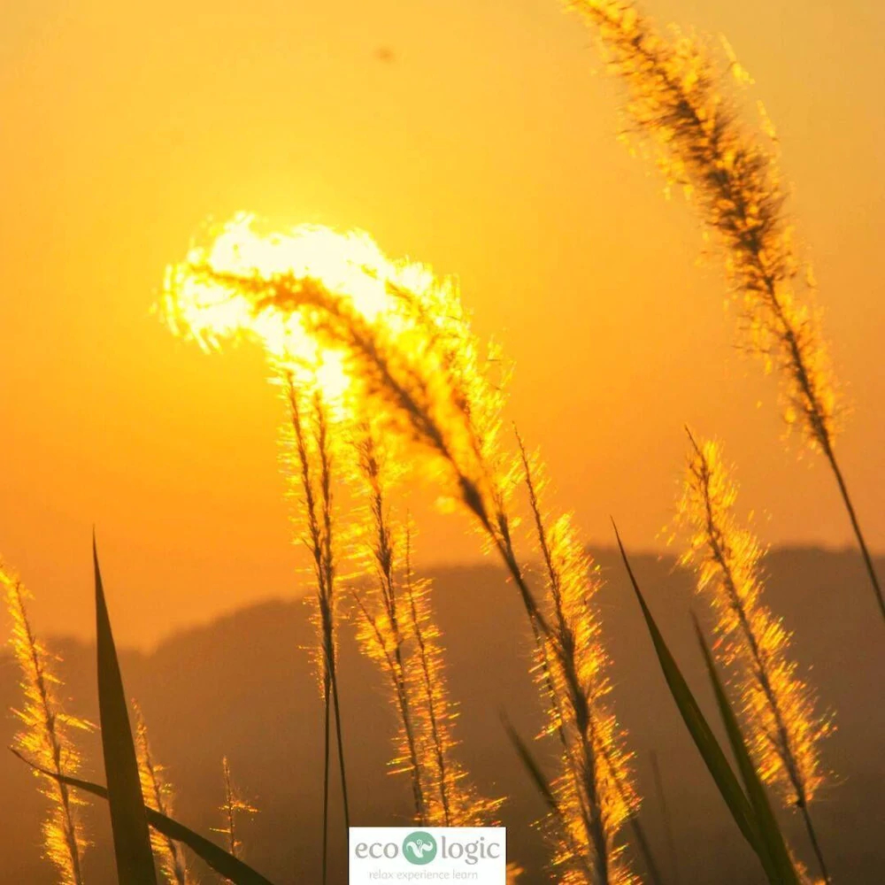 Eco-Logic Thailand