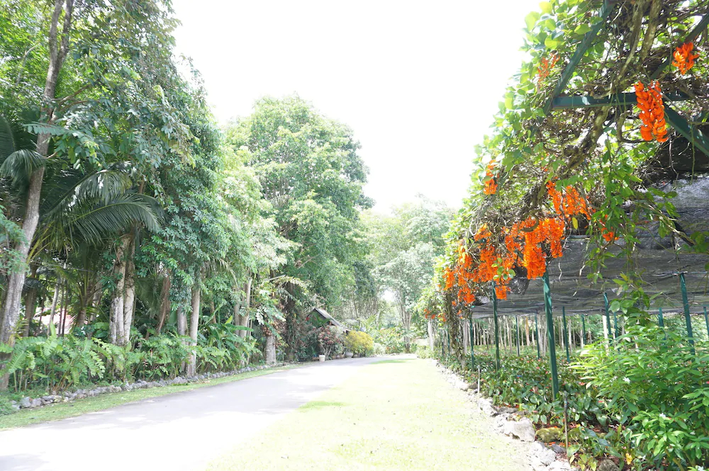 Donsak Orchid Resort
