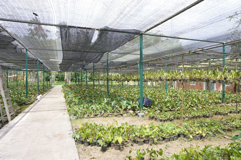 Donsak Orchid Resort